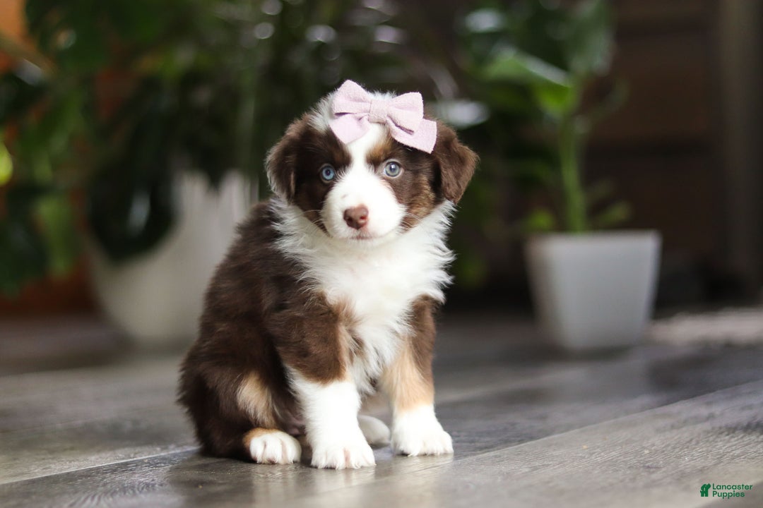 Miniature Australian Shepherd dogs for sale: Mocca - Ad 5