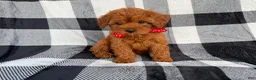 Cavapoo dogs for sale: Bruno - Ad 9