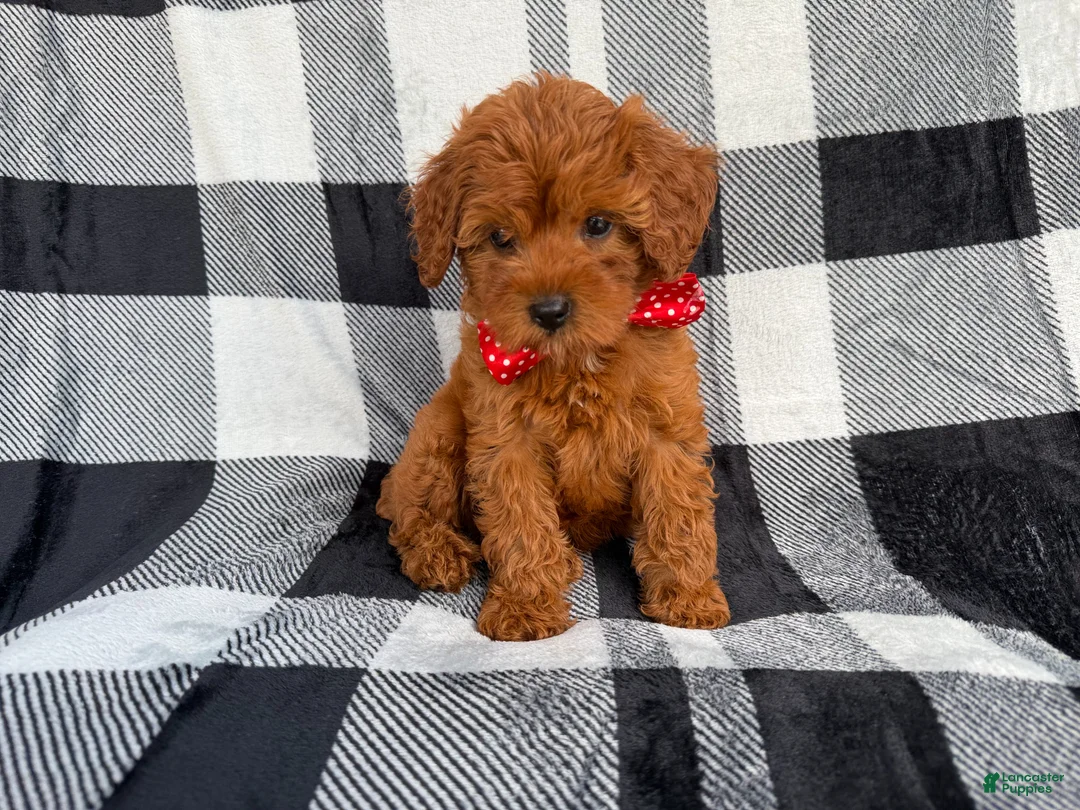 Cavapoo dogs for sale: Bruno - Ad 9