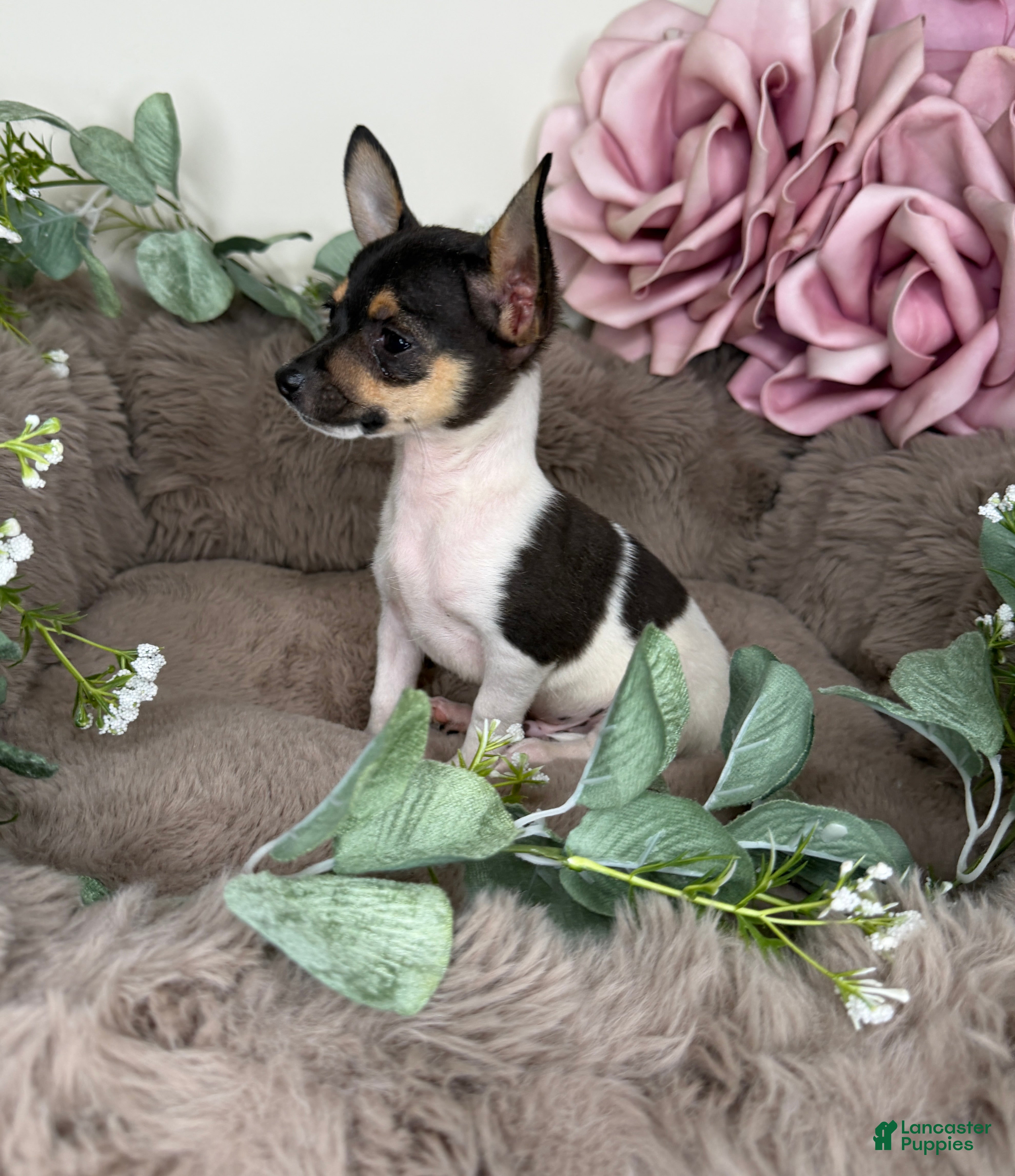 Chihuahua dogs “Saint” Male Chihuahua  - Ad 16