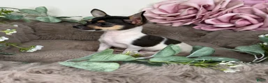 “Saint” Male Chihuahua 