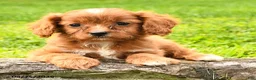 Cavapoo dogs for sale: Sunny  - Ad 2