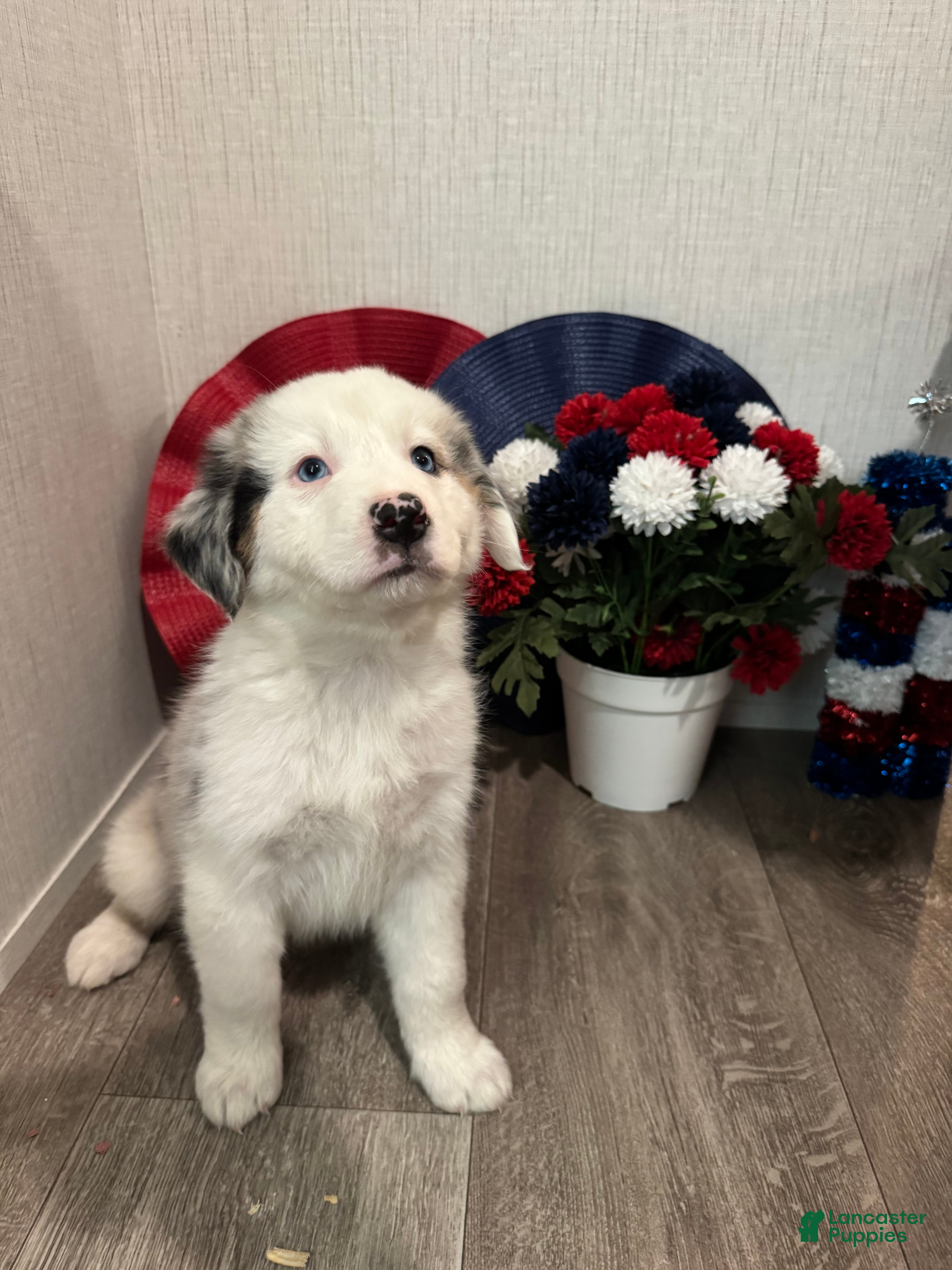 Australian Shepherd dogs Lulu - Ad 1