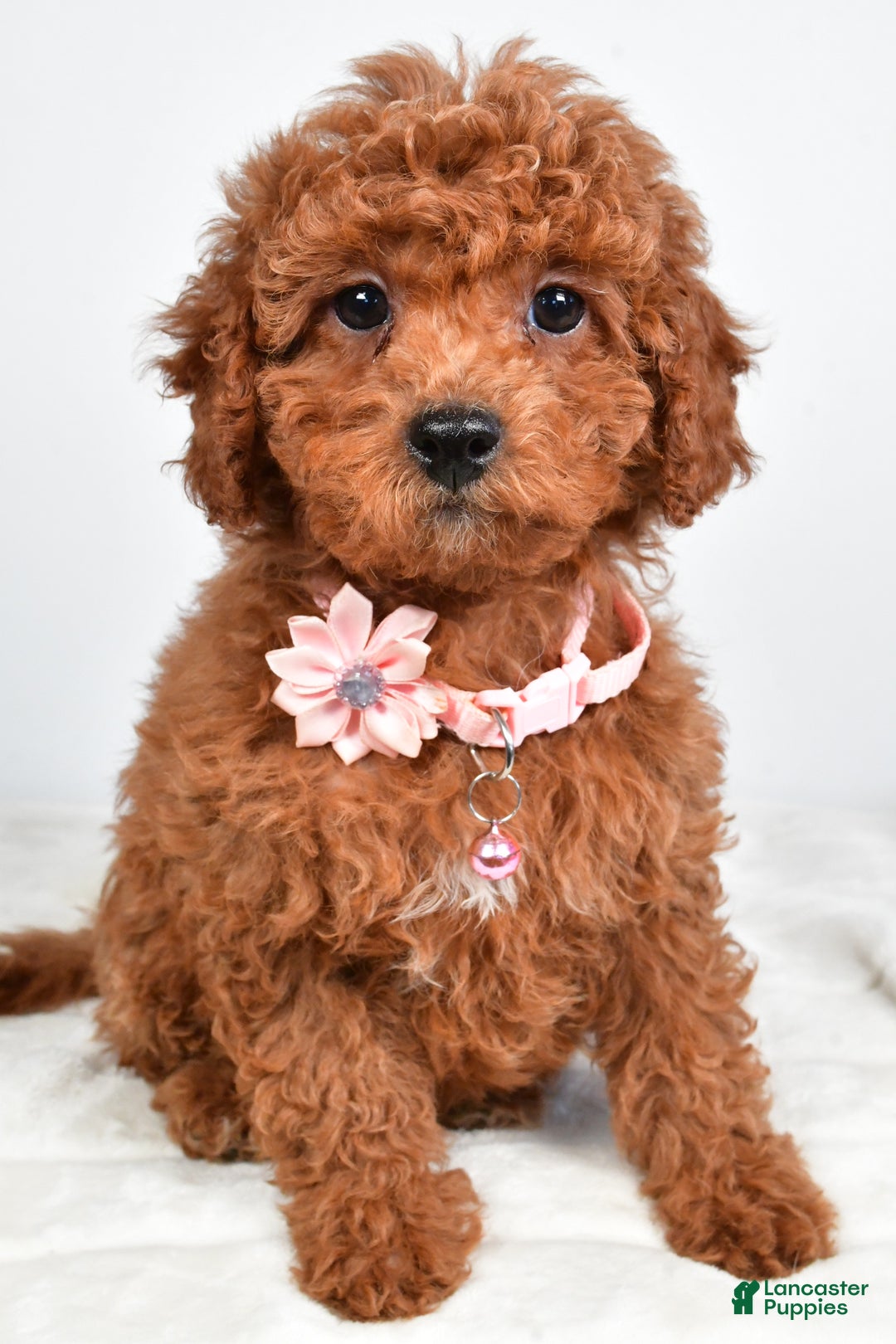 Cavapoo dogs for sale: Serena - Ad 3