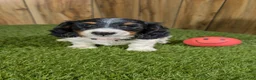 Miniature Dachshund dogs for sale: Pansy Girl - Ad 2