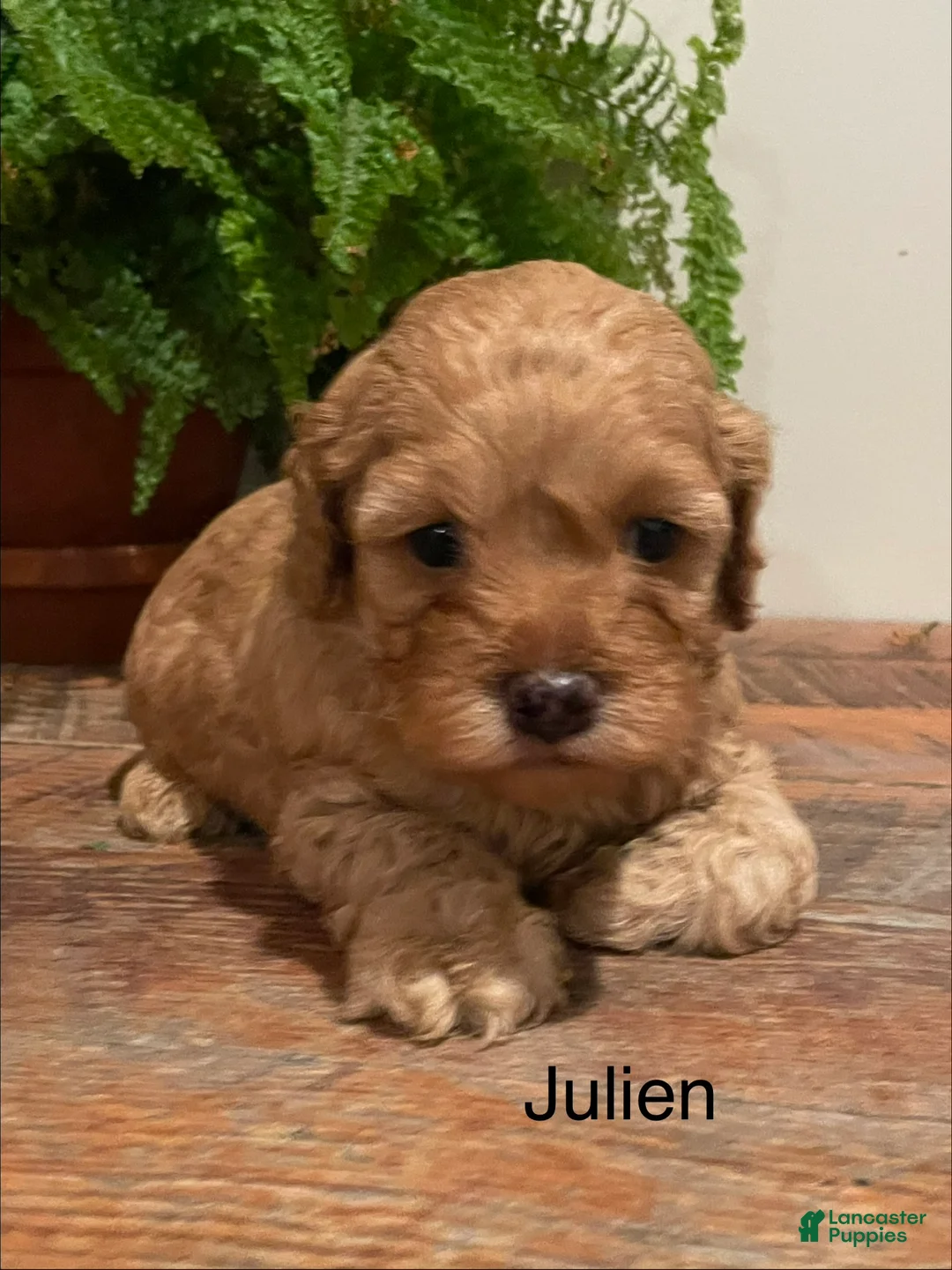 Cockapoo dogs for sale: Julien - Ad 1