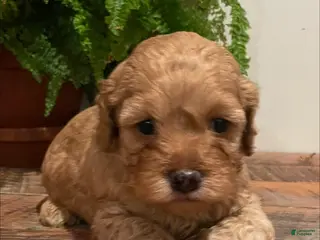 Cockapoo dogs for sale: Julien - Ad 2