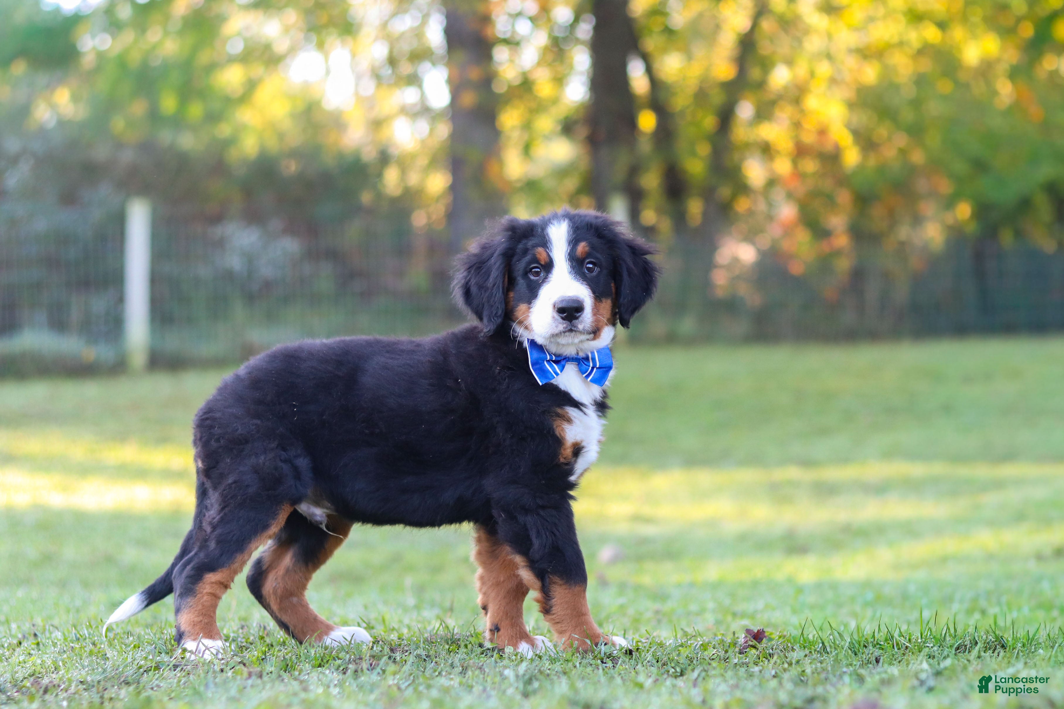 Bernese Mountain Dog dogs Toby - Ad 2
