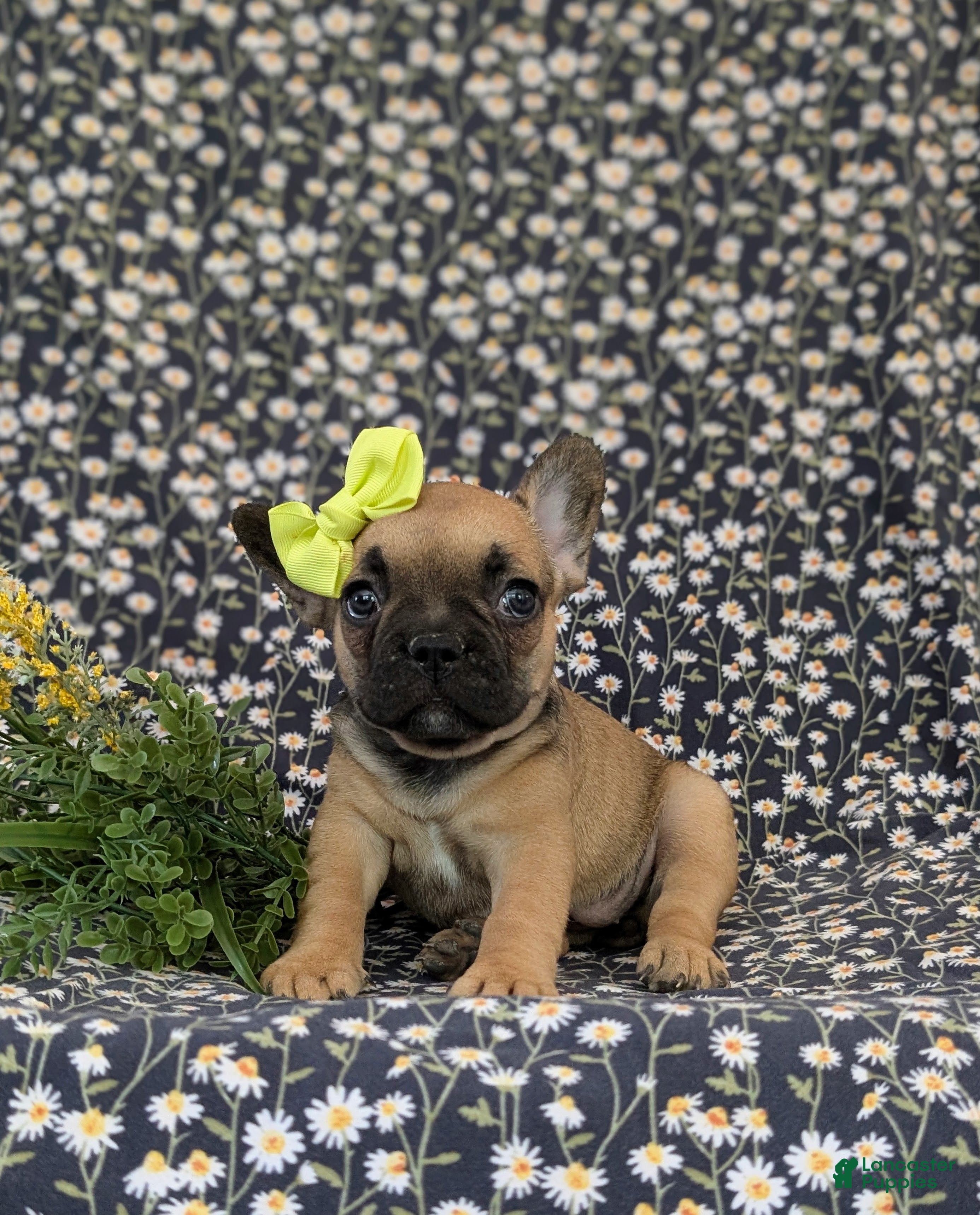 French Bulldog dogs for sale: Rhianna - Ad 4