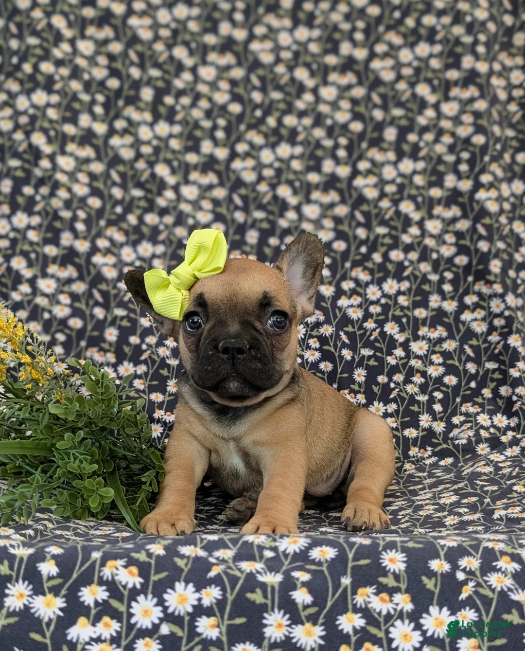 French Bulldog dogs for sale: Rhianna - Ad 1