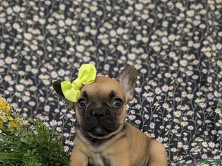 French Bulldog dogs for sale: Rhianna - Ad 4