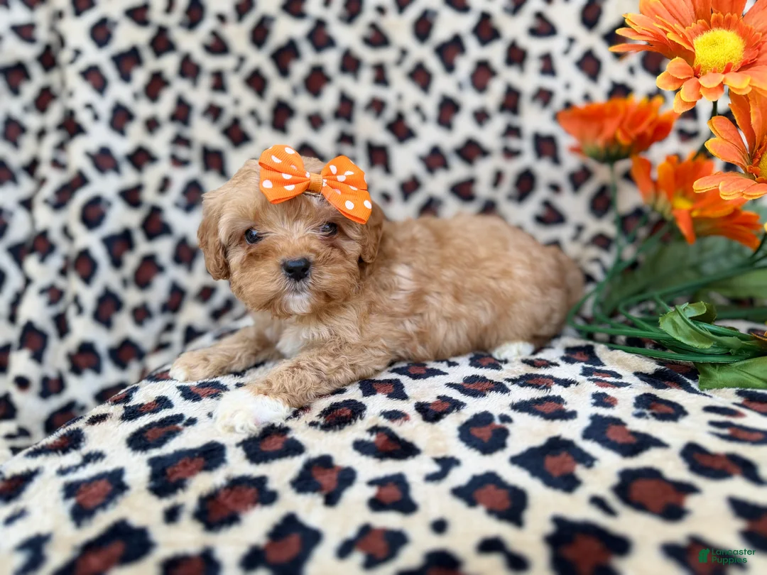 Cavapoo dogs for sale: Sissy - Ad 7