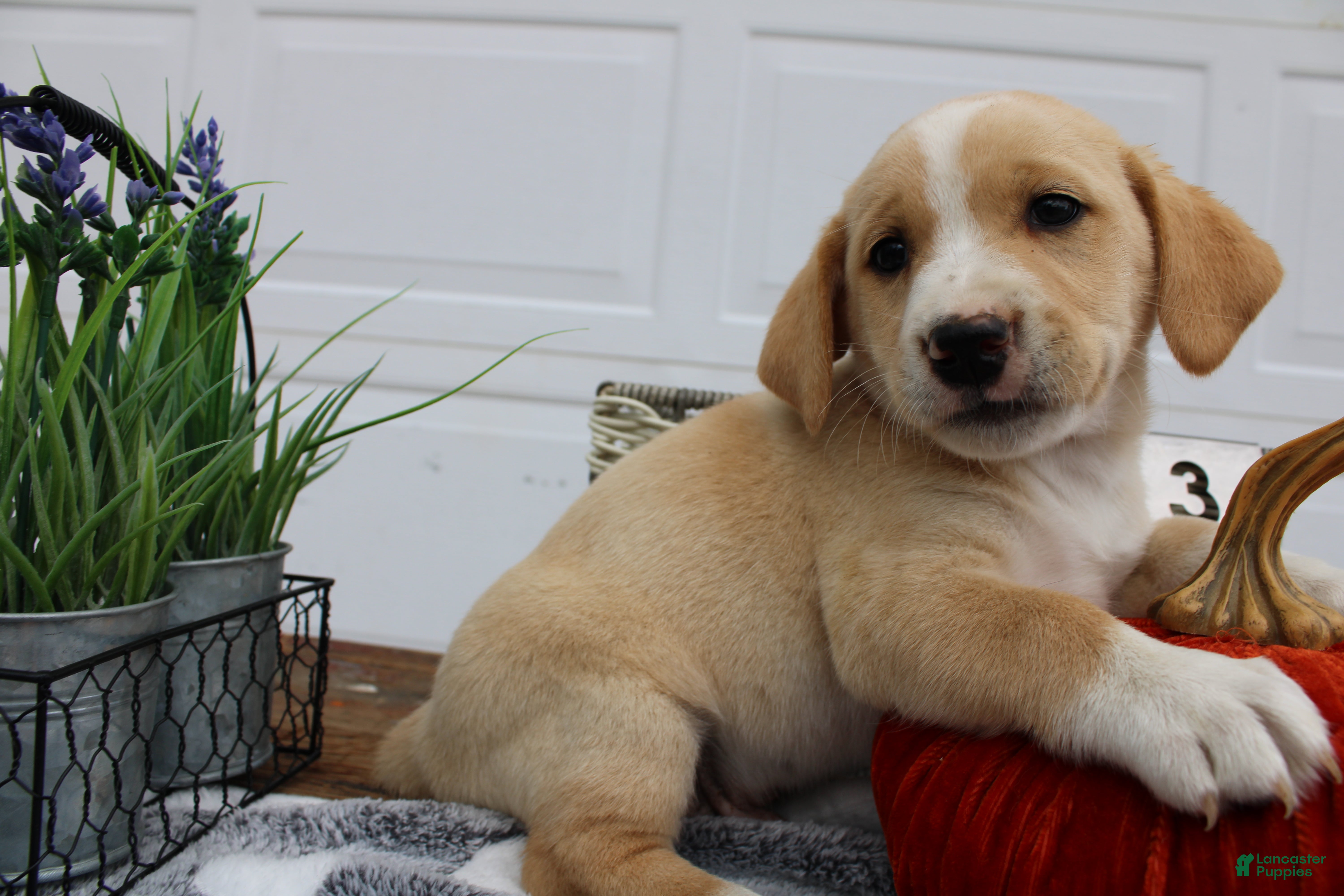 Retriever Goldador Puppies for sale Lancaster Puppies
