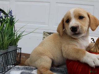 Goldador dogs - Ad 4