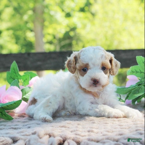 Cavapoo dogs Dottie - Ad 2