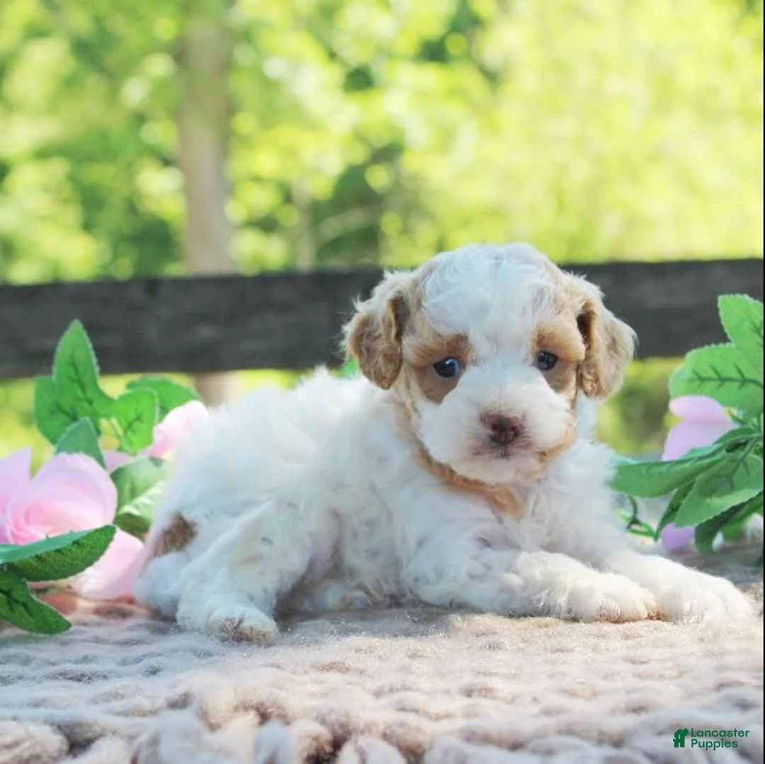 Cavapoo dogs for sale: Dottie - Ad 2
