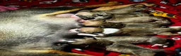 Miniature Bull Terrier dogs for sale: Miniature Bull Terrier 2 - Ad 3