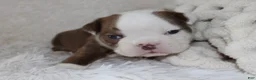 English Bulldog dogs for sale: Hudson - Ad 8