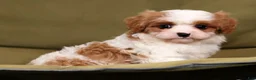 Cavapoo dogs for sale: Lance - Ad 1