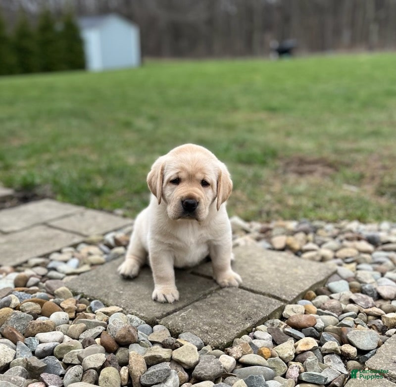 Labrador Retriever dogs Yellow female - Ad 1