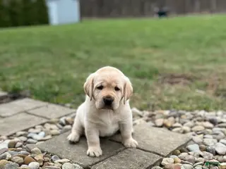 Labrador Retriever dogs for sale: Yellow female - Ad 3