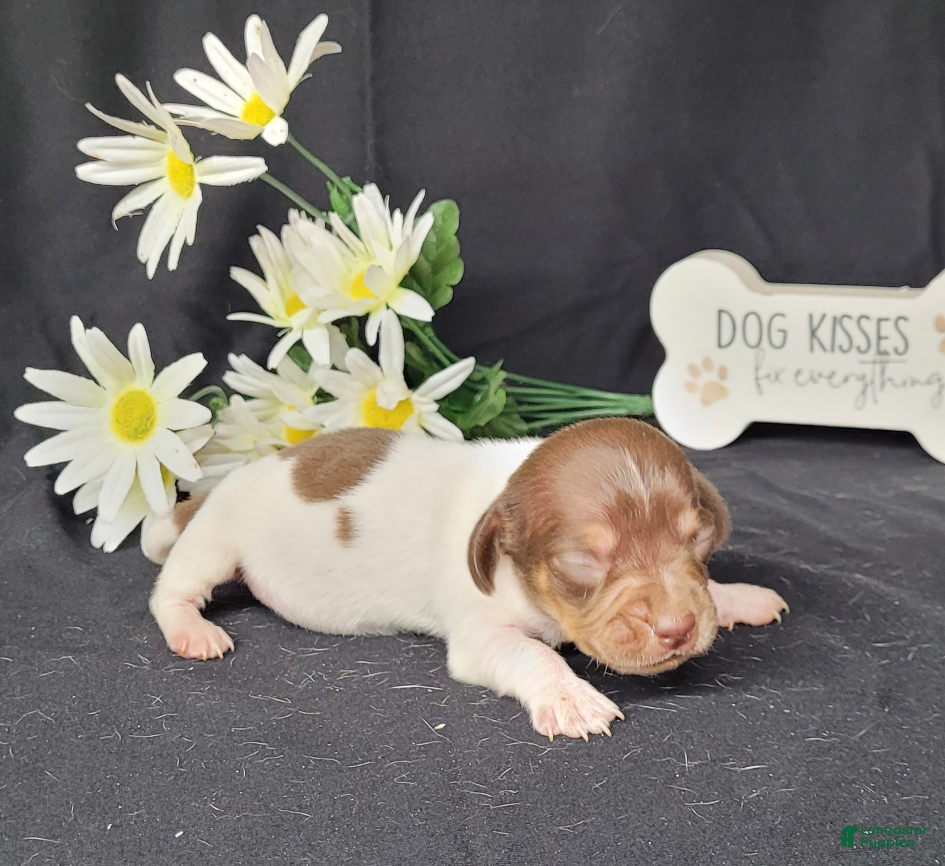 Miniature Dachshund dogs Hank AKC Registered  - Ad 28