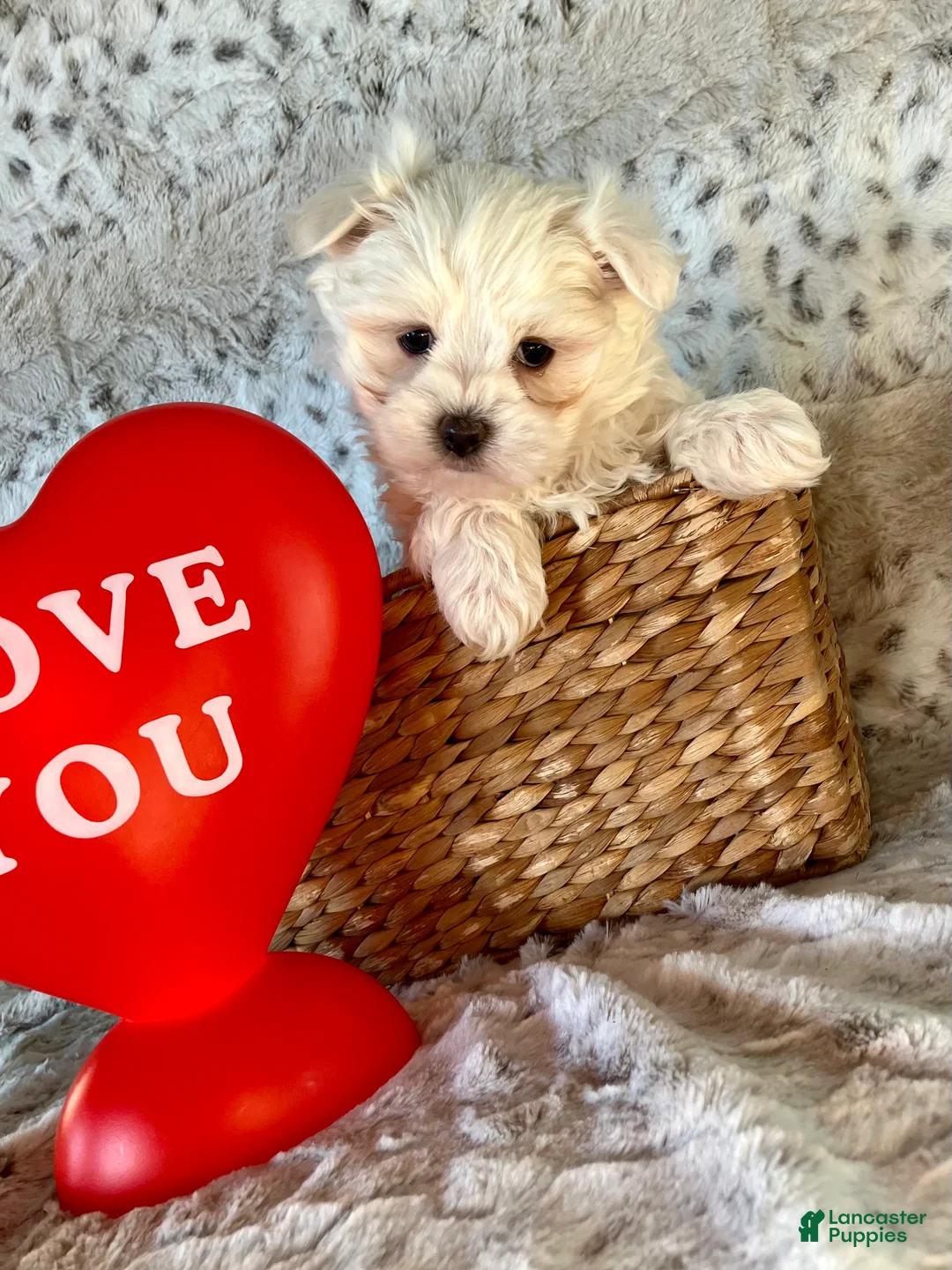 Maltese dogs for sale: Milo - Ad 3