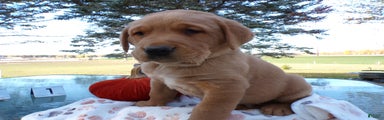 Labrador Retriever Puppy 3