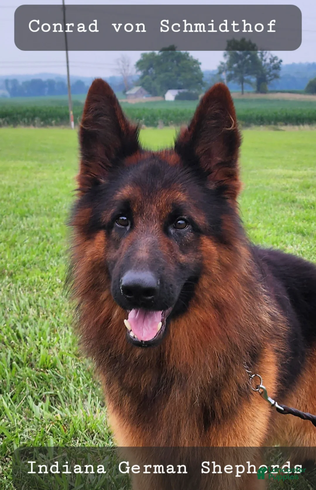 German Shepherd dogs for sale: German Shepherd 1 - Ad 1