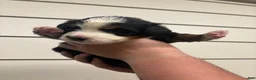 Bernese Mountain Dog dogs for sale: Bolt - Ad 8