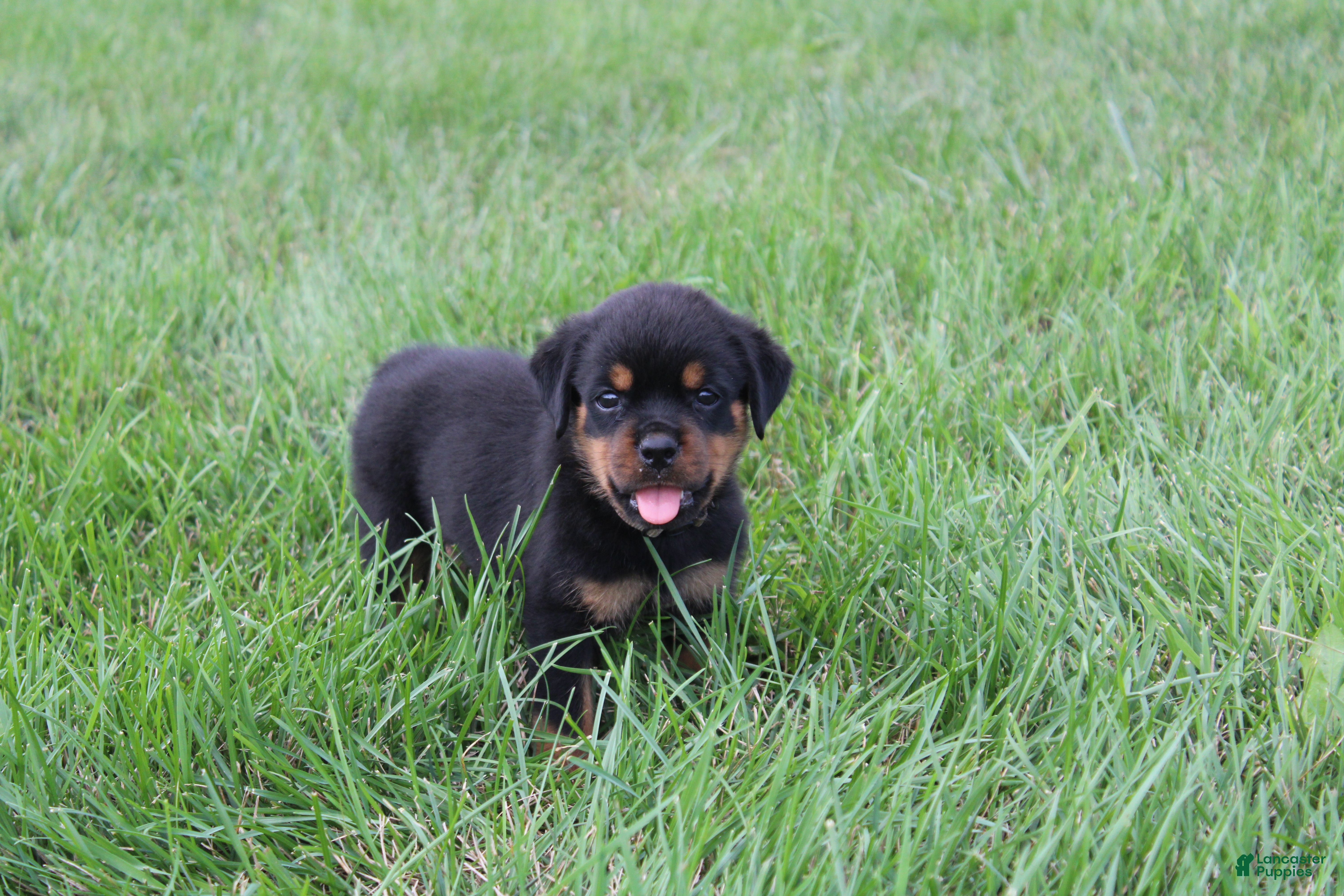 Rottweiler dogs Brooke - Ad 1