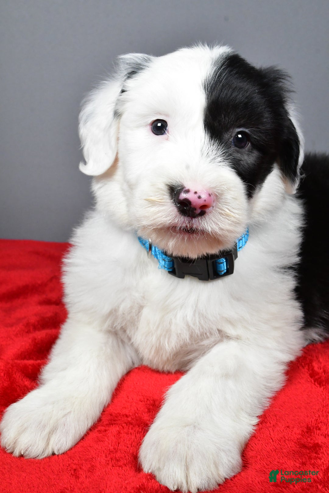Old English Sheepdog dogs for sale: Lincoln  - Ad 5