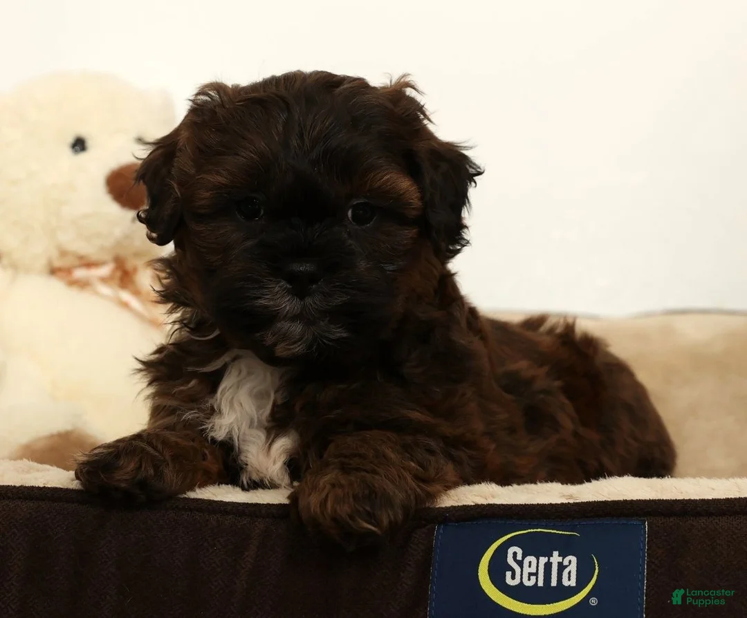 Shihpoo dogs for sale: Scotty - Ad 3