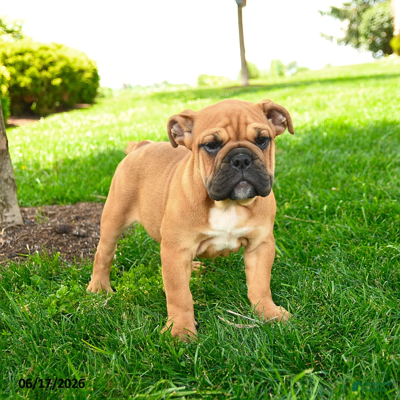 English Bulldog dogs Eleanor - Ad 2