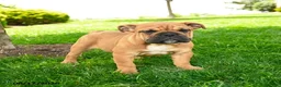 English Bulldog dogs for sale: Eleanor - Ad 2