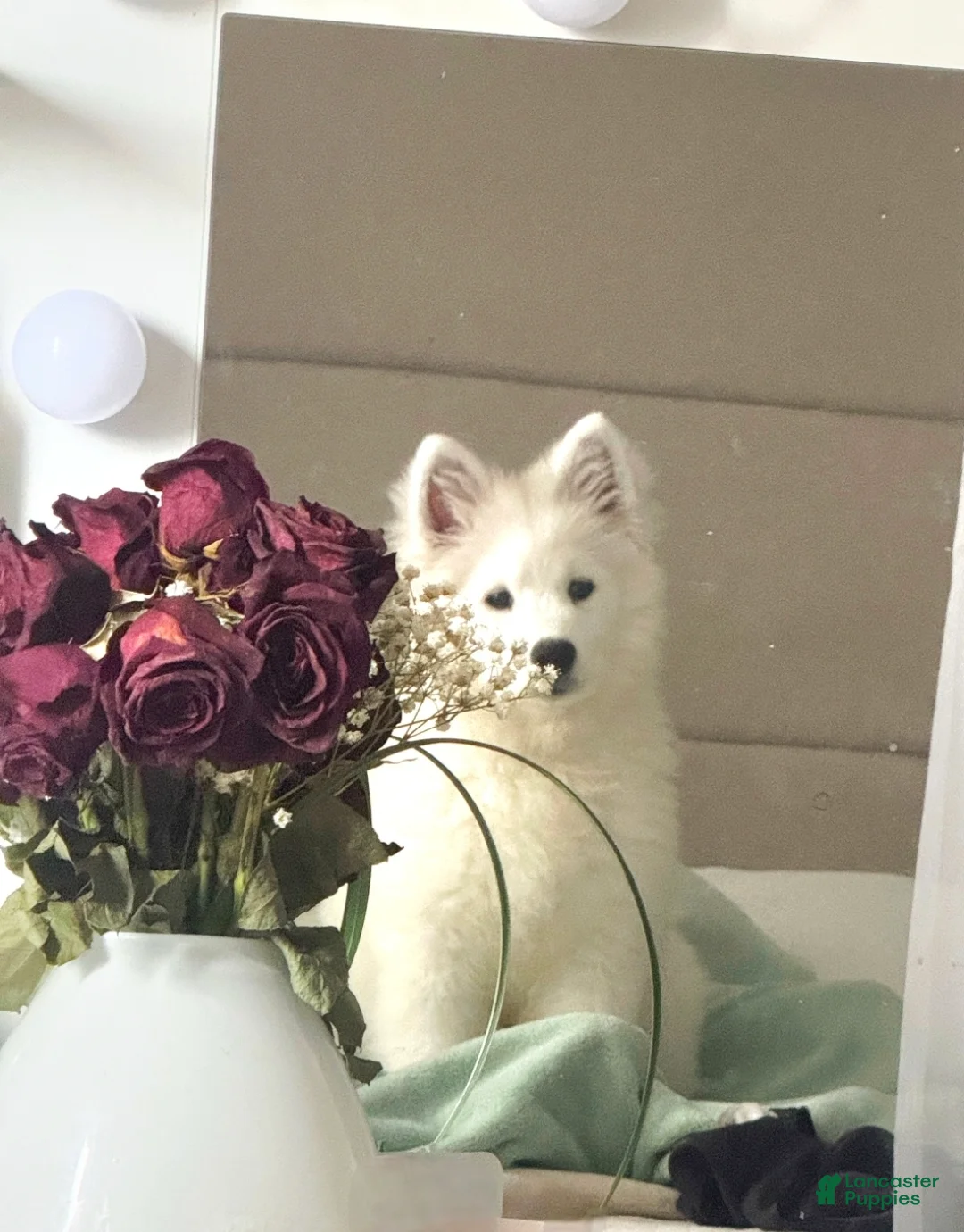 Samoyed dogs for sale: Lavie - Ad 1