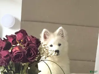 Samoyed dogs for sale: Lavie - Ad 2