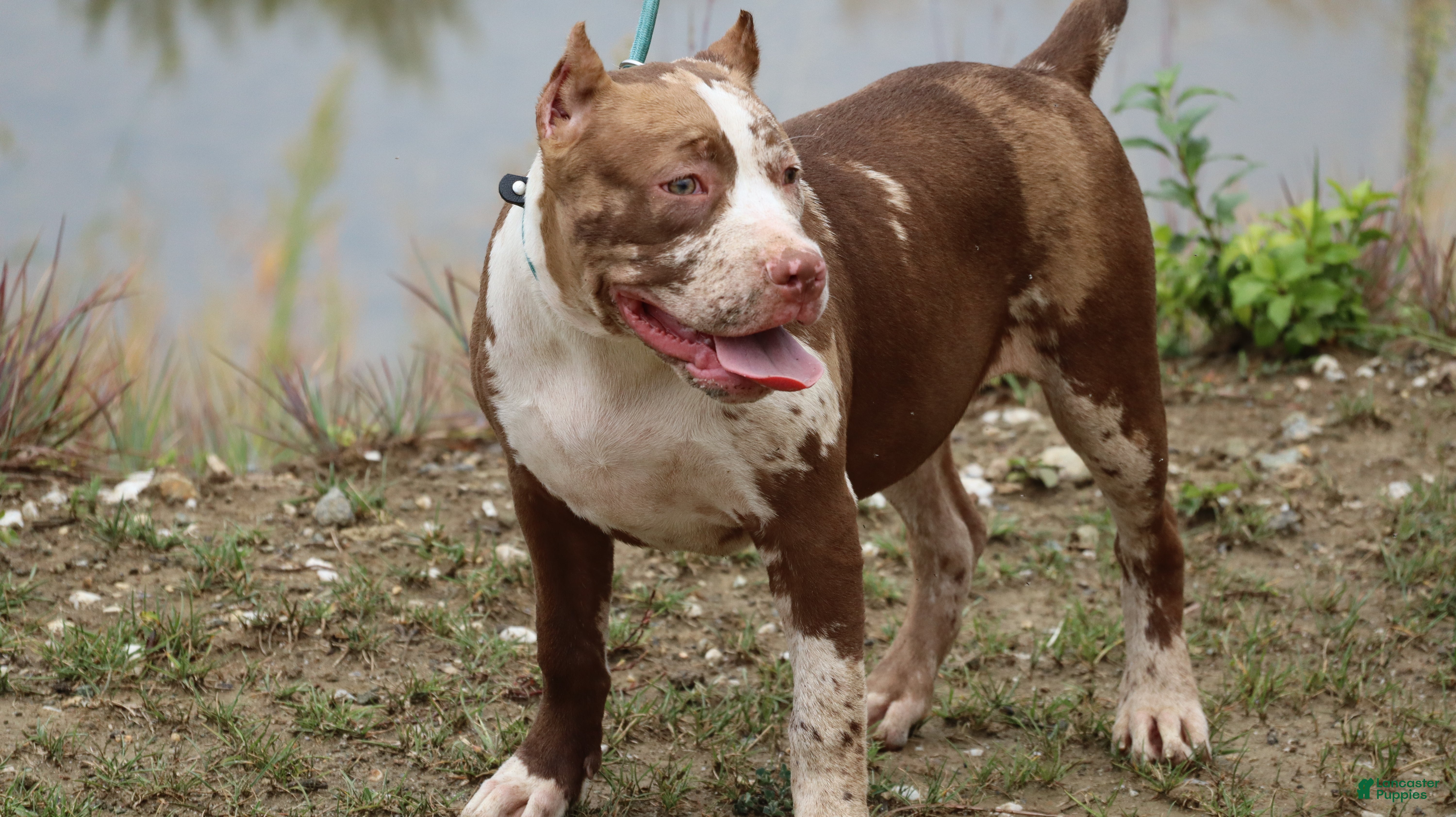 American Bully dogs for sale: Polaris - Ad 1
