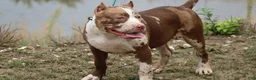American Bully dogs for sale: Polaris - Ad 1