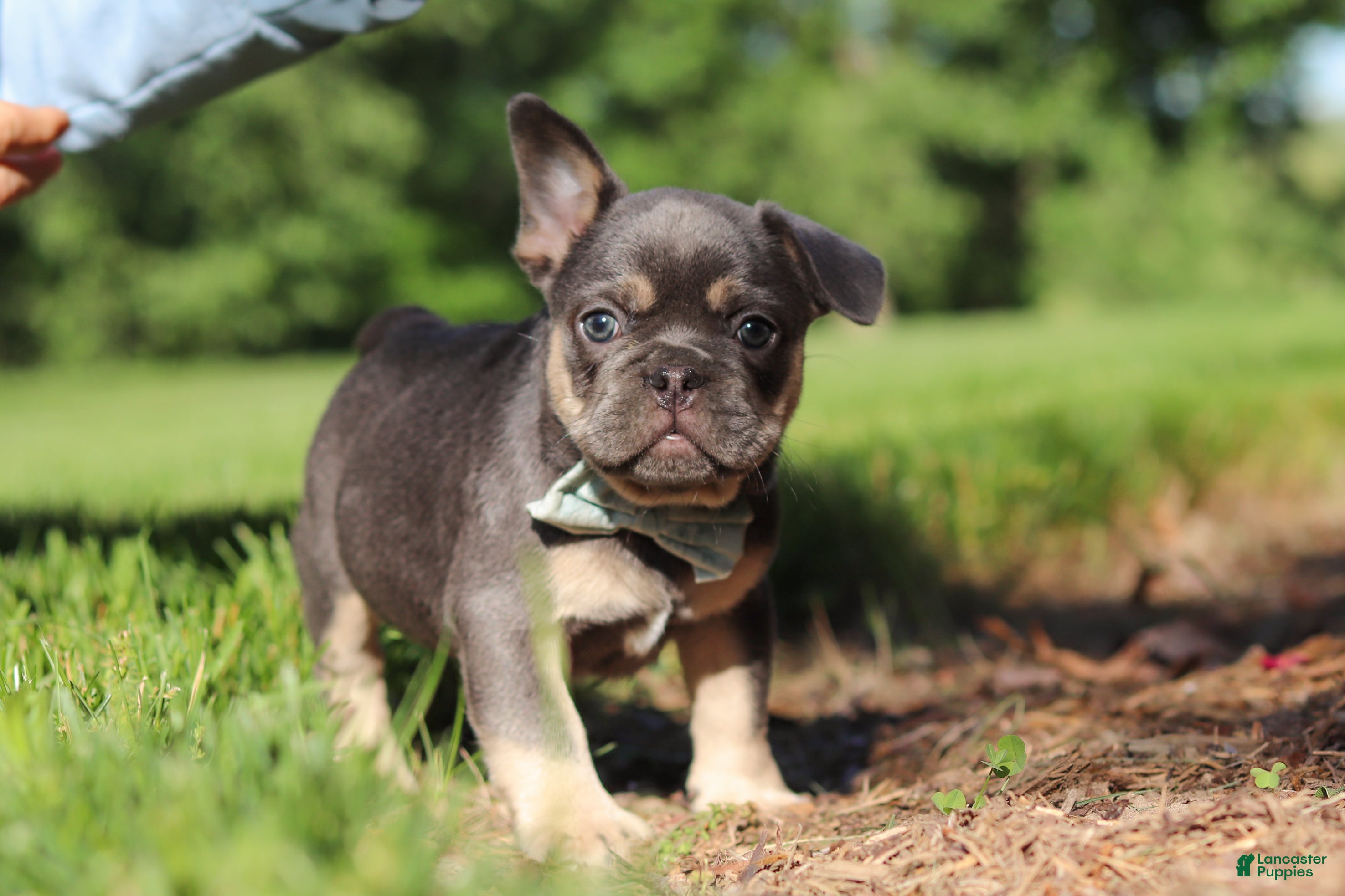 French Bulldog dogs for sale: Mason - Ad 3