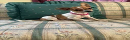 Chihuahua dogs for sale: ♡ Bobbi Girl ♡  - Ad 8
