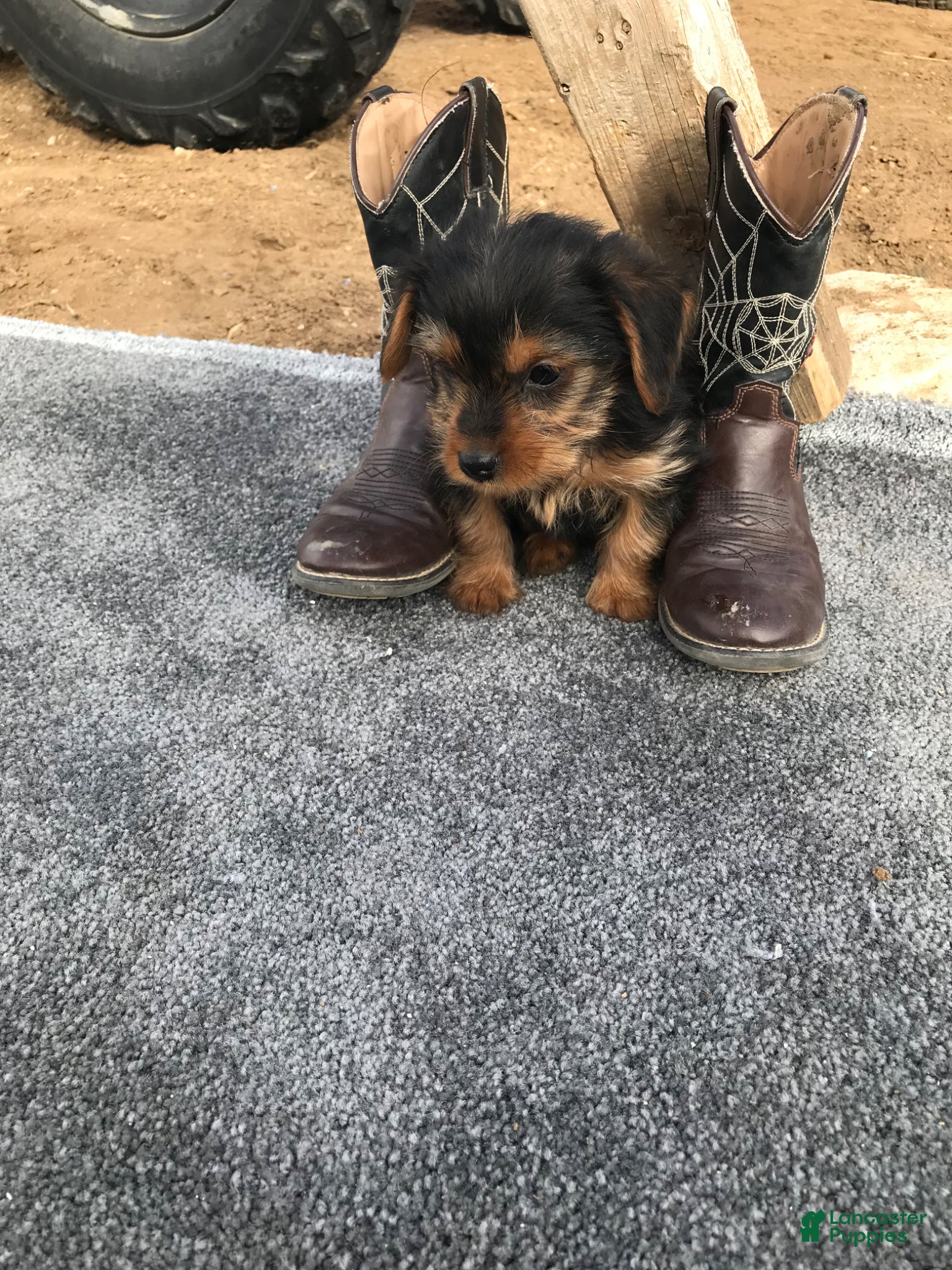 Other breed dogs Other breed Puppy 2 - Ad 2