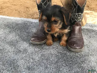 Other breed dogs Other breed Puppy 2 - Ad 2