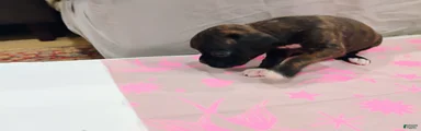 Boxer 8