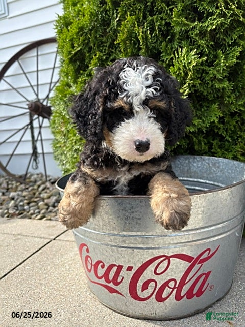 Bernedoodle dogs Asher - Ad 2