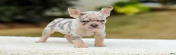 French Bulldog dogs for sale: Master – Lilac & Tan Merle - Ad 10