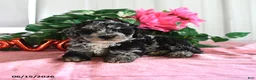 Miniature Poodle dogs for sale: Buster - Ad 4