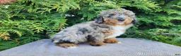 Mini Bernedoodle dogs for sale: Lettie - Ad 9