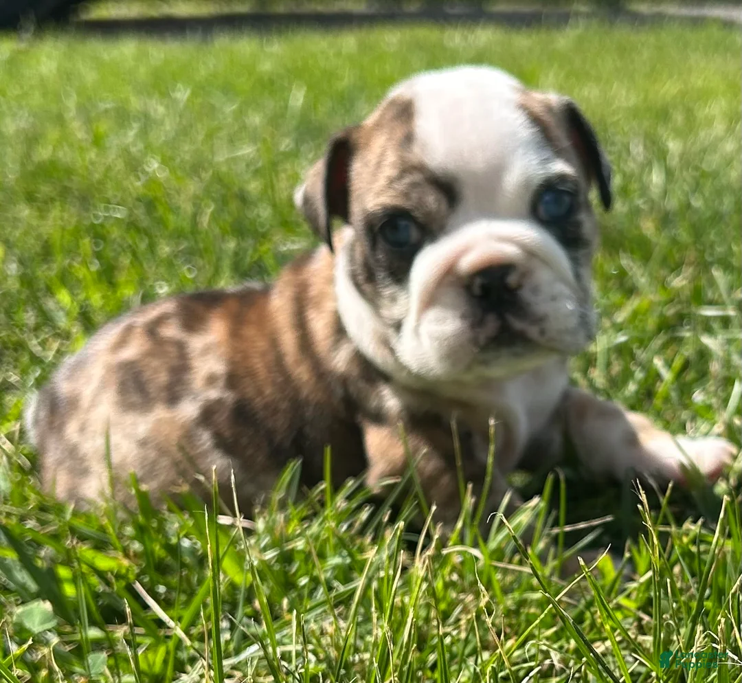 English Bulldog dogs for sale: Blanche - Ad 2