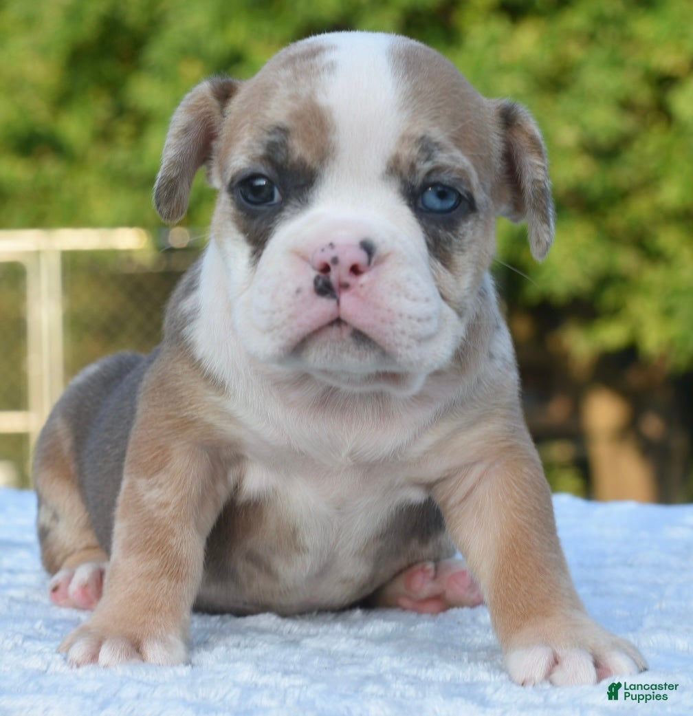 Mixed Breed dogs Willow mini bulldog hybrid  - Ad 2